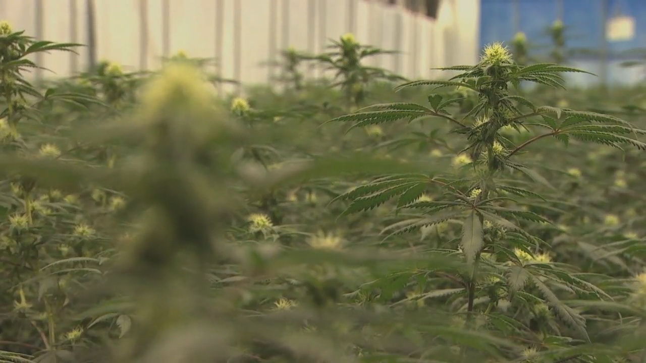 Cannibis Sativa Plant produces CBD Oil